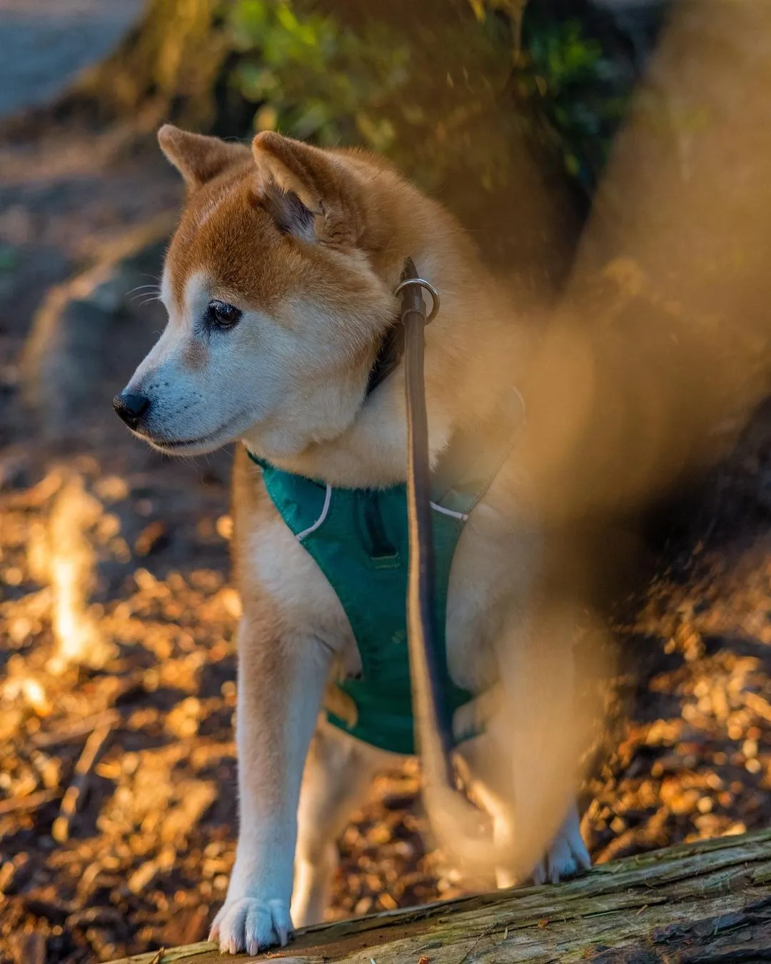 Training Lead (Leash)